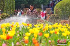 湖南省植物园郁金香盛开 游人踏春尽享春光