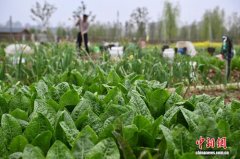 从共享菜园到长租营地 春日“种”经济持续升温